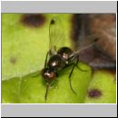 Sepsis cynipsea ~ fulgens - Schwingfliege 02 4mm.jpg